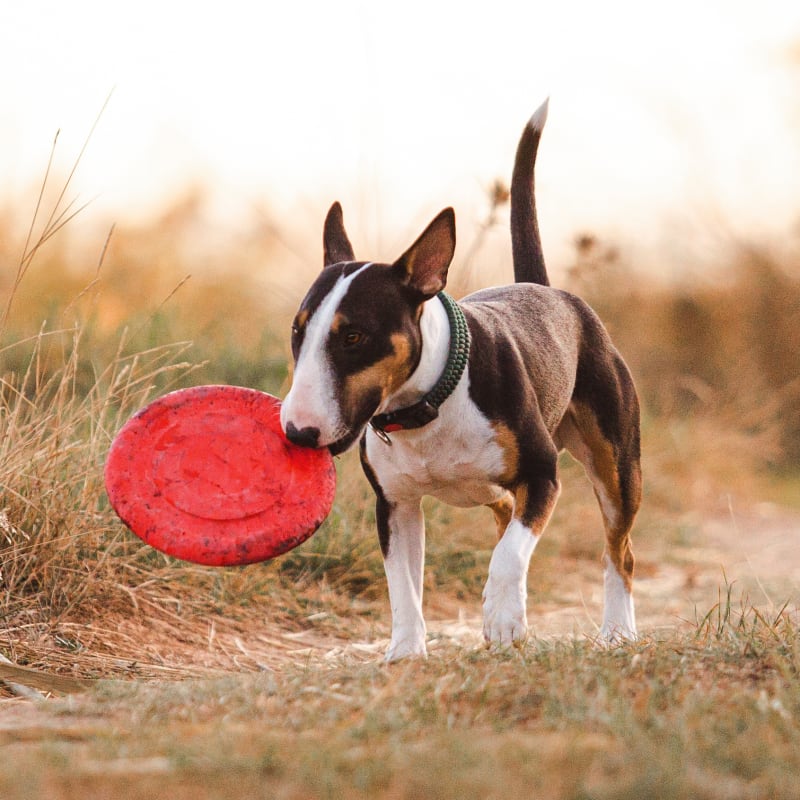 Dental Care for Dogs, East Setauket Vet