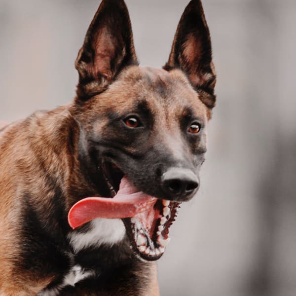 Welcome to Setauket Animal Hospital | East Setauket Vets Welcome to Setauket Animal Hospital | East Setauket Vets