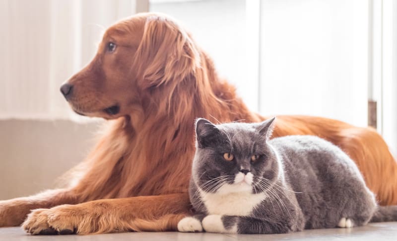Welcome to Setauket Animal Hospital | East Setauket Vets Welcome to Setauket Animal Hospital | East Setauket Vets