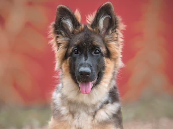 Emergencies at animal hospital