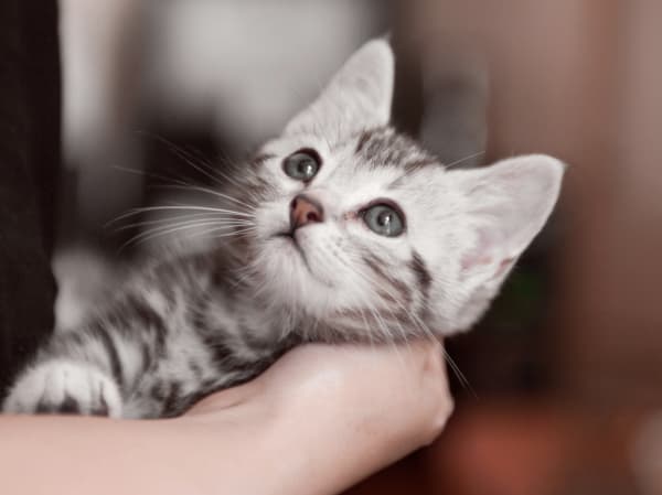 Puppies & Kittens