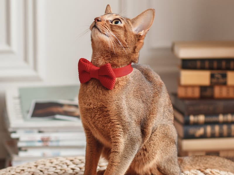 Welcome to Setauket Animal Hospital | East Setauket Vets Welcome to Setauket Animal Hospital | East Setauket Vets